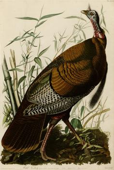 John James Audubon : Wild turkey